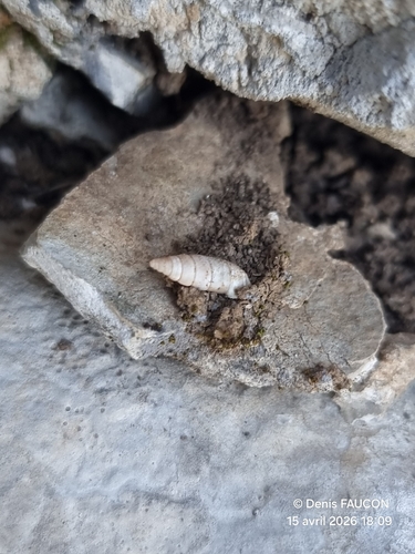 Solatopupa similis