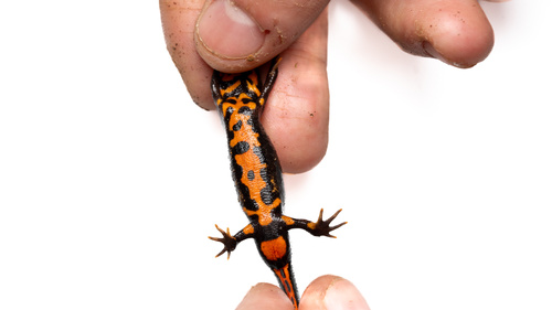 Oolong Fire-bellied Newt