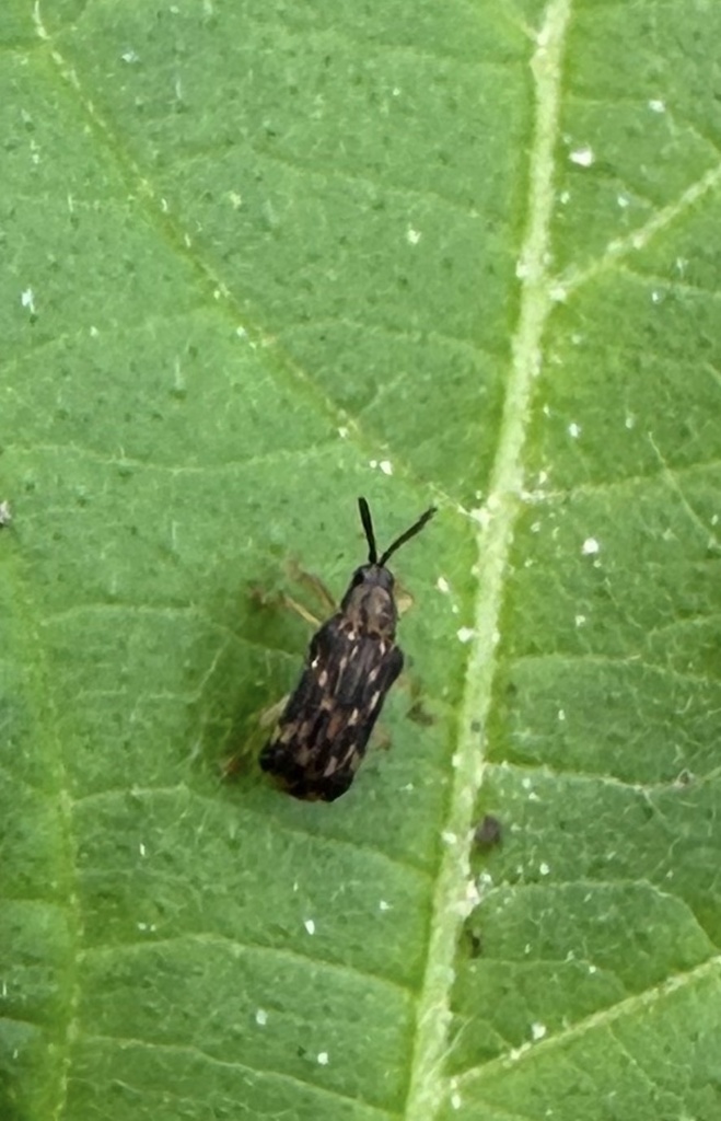 Haplotrinchus Inaequalis Sumitrosis inaequalis from Texas A&M University, College Station, TX ...
