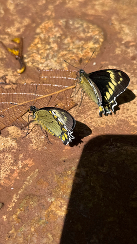 Madyes Swallowtail