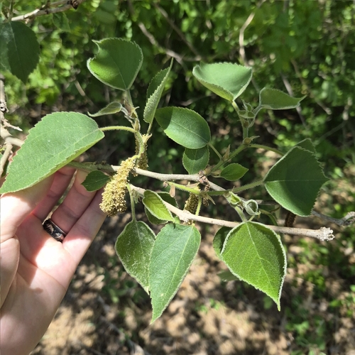 Paper mulberry