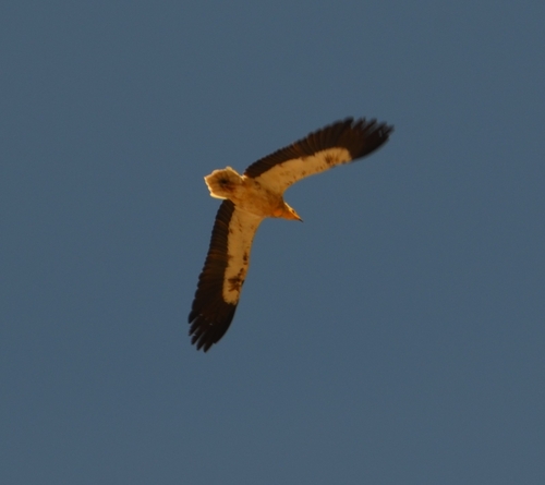 Western Egyptian Vulture