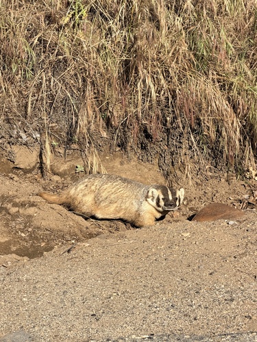 American Badger observed by howardclarkjr