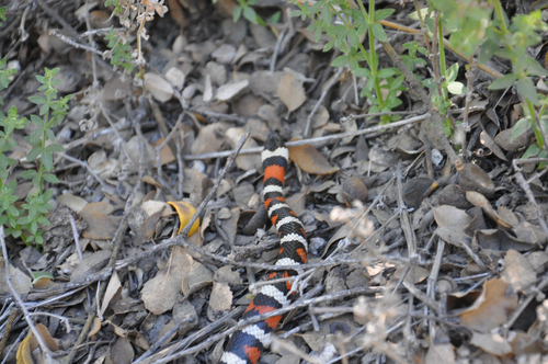 iNaturalist observation photo of California Mountain Kingsnake