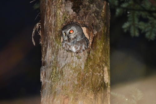 petite nyctale observed by laurent42345