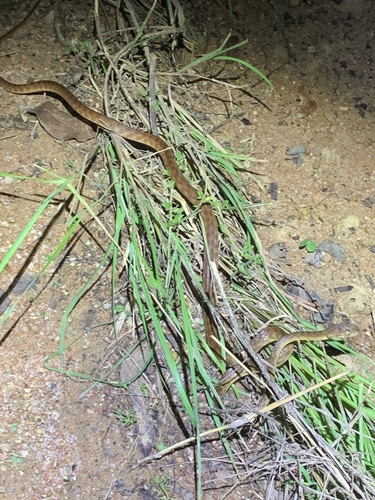 Brown Tree Snake sighting