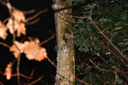 petite nyctale observed by laurent42345