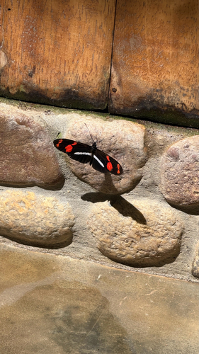 telesiphe longwing