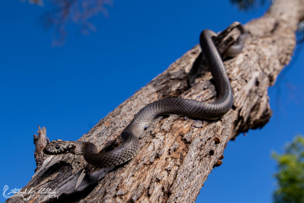 Pale-headed Snake from Porcupine QLD 4821, Australia on March 15, 2020 ...