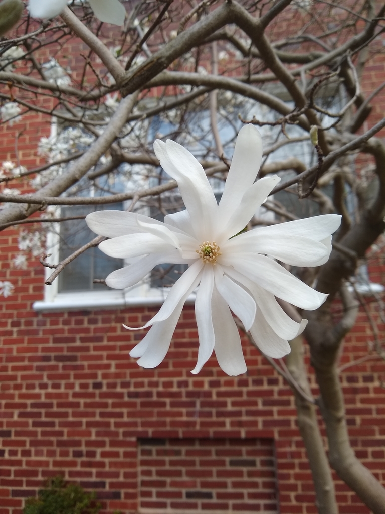 Magnolia Estrella (Magnolia stellata) · NaturaLista Mexico