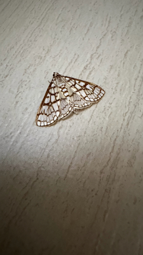 Polygrammodes ostrealis