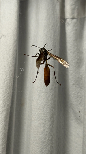 Apoica thoracica