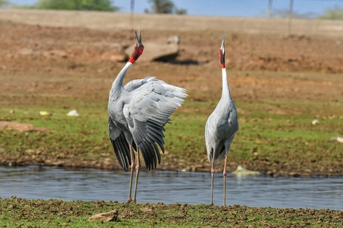 Sarus Crane