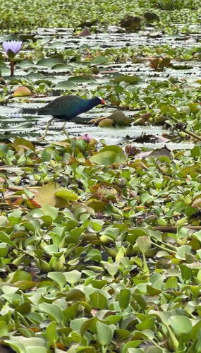 Purple Gallinule