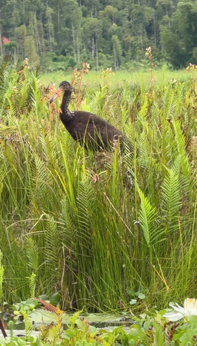 Limpkin