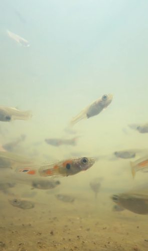 Guppy