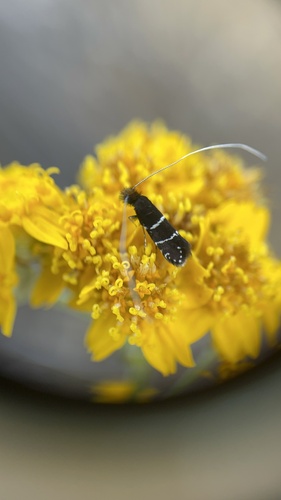 iNaturalist observation photo of Ocean Spray Fairy Moth