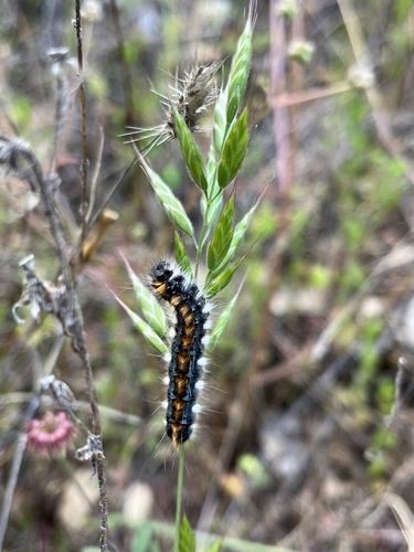 iNaturalist observation photo of Pacific Tent Caterpillar