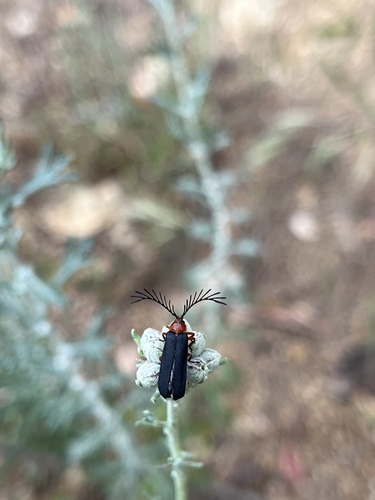 iNaturalist observation photo of Douglas fir glow-worm