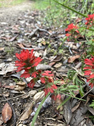 iNaturalist observation photo of Paintbrushes