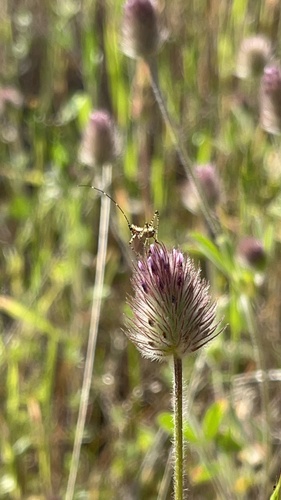 iNaturalist observation photo of Grasshoppers, Crickets, and Katydids