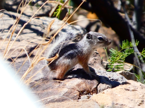 Texas Antelope Squirrel observed by vontos