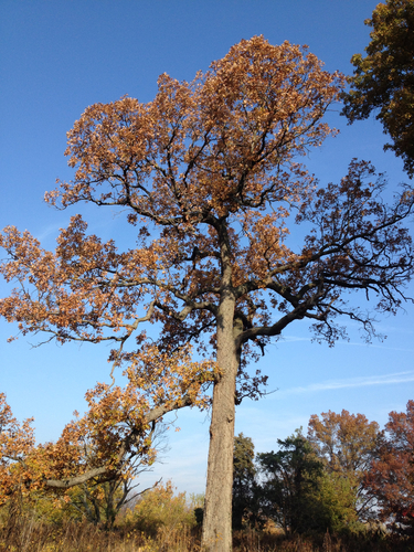 post oak
