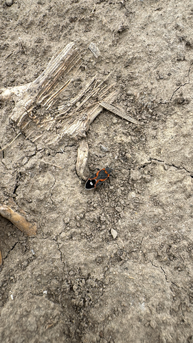 Small Milkweed Bug