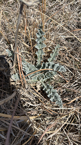 wavyleaf thistle