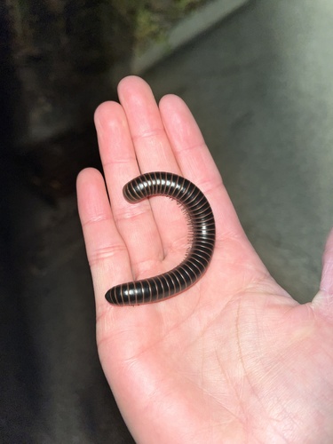 iNaturalist observation photo of Black Round Millipede