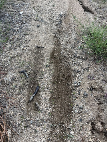 iNaturalist observation photo of Bobcat