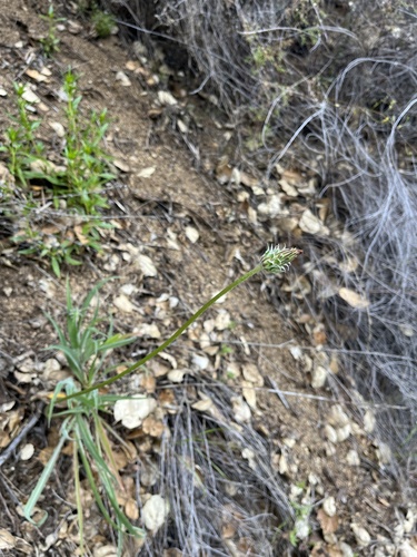 iNaturalist observation photo of bigflower agoseris