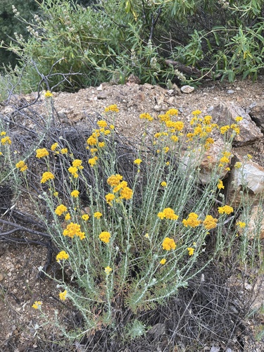 iNaturalist observation photo of Golden Yarrow