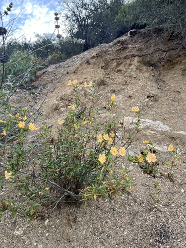 iNaturalist observation photo of bush monkeyflowers