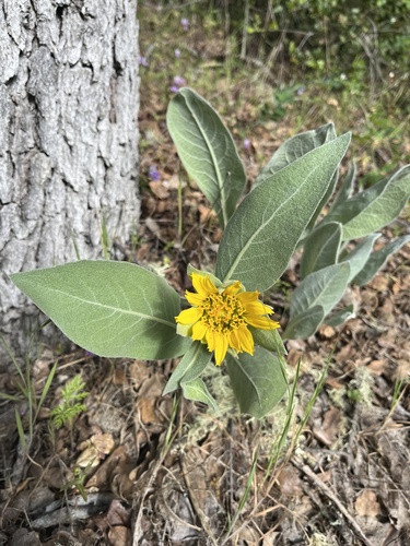 iNaturalist observation photo of Gray Mule-Ears