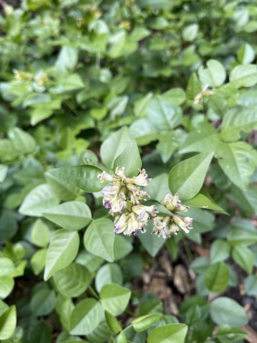 iNaturalist observation photo of forest scurfpea