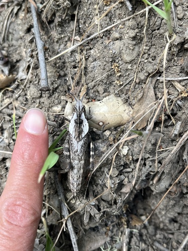 iNaturalist observation photo of Gray Dragon Lubber