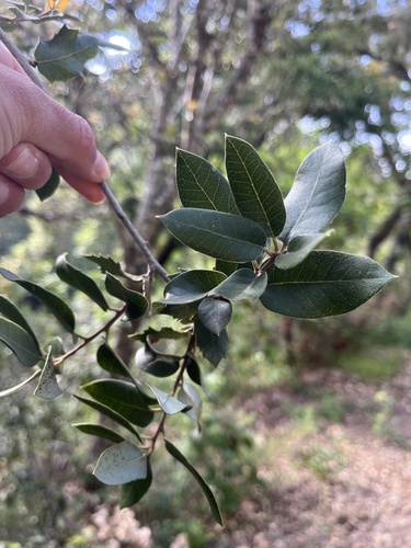 iNaturalist observation photo of canyon live oak