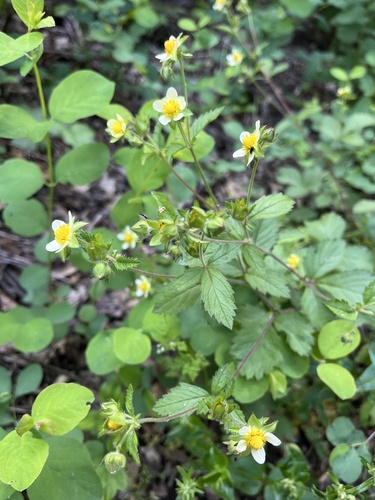 iNaturalist observation photo of sticky cinquefoil