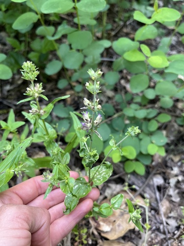 iNaturalist observation photo of Purple Chinese Houses