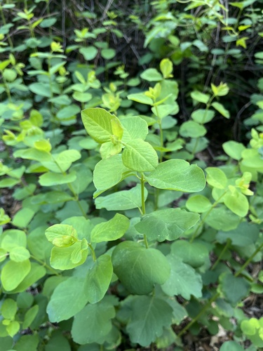 iNaturalist observation photo of snowberries