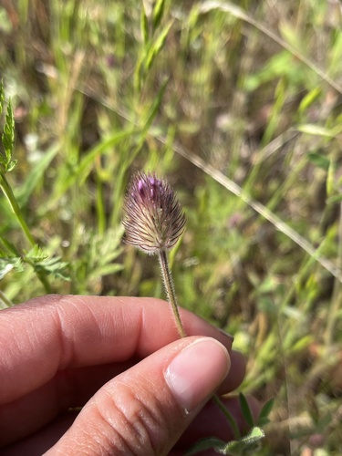 iNaturalist observation photo of Rancheria clover