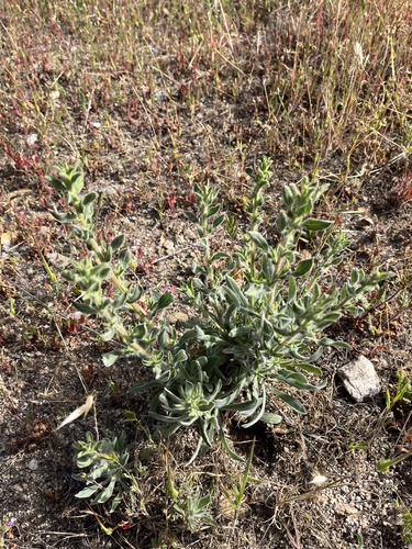 iNaturalist observation photo of False Goldenasters