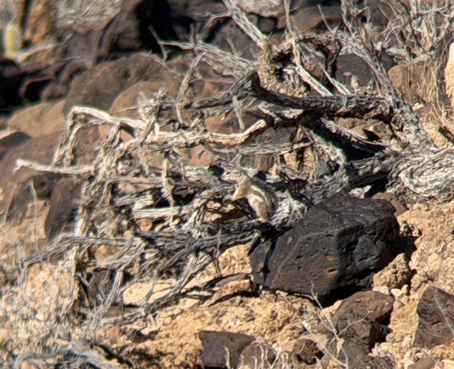 Harris' Antelope Squirrel observed by cypseloides