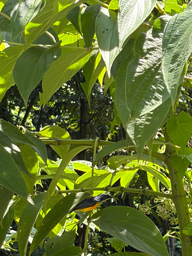 Orange-bellied Flowerpecker