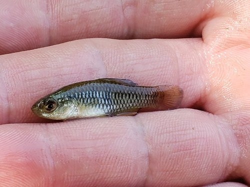 Rainwater Killifish