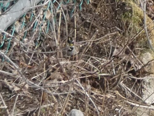 Yellow-throated Bunting