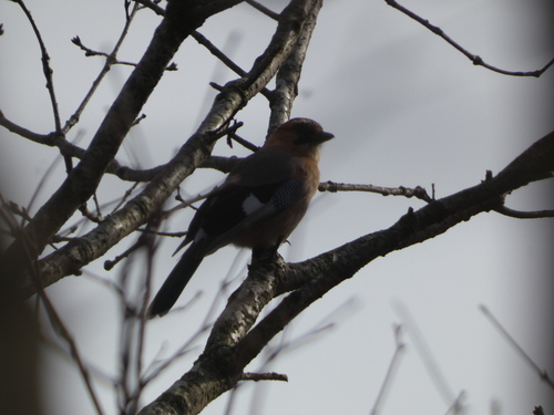 Eurasian Jay