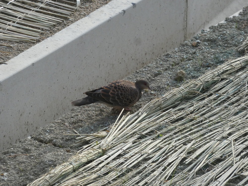 Oriental Turtle-Dove
