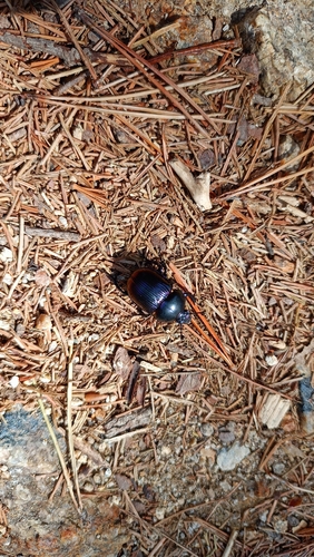 Japanese Earth-boring Dung Beetle